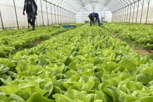 Zelena salata tokom jeseni i zime može da daje izdašne prinose, evo kako