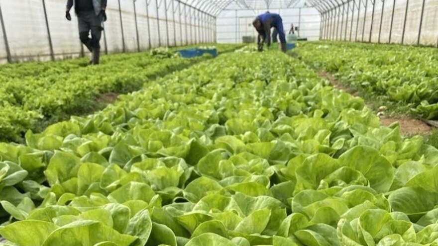 Zelena salata i tokom jeseni i zime može dati izdašne prinose, evo kako