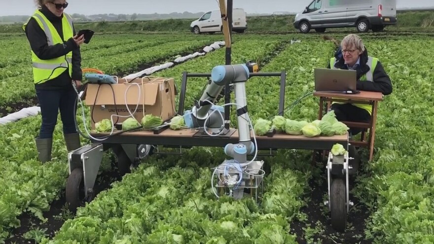 Na Kembridžu napravili robota za berbu salate