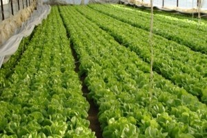 Ishrana i zaštita salate s THIOFER-om