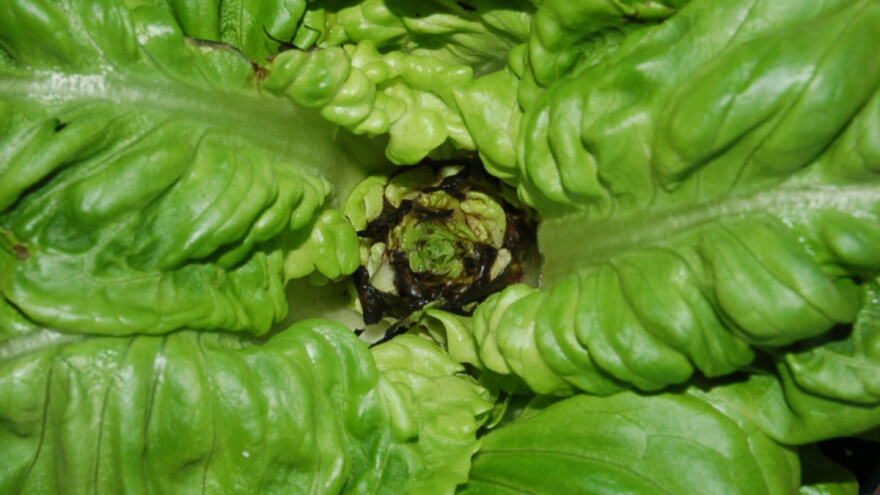 Bakteriozna trulež salate može biti pogubna, kako je spriječiti?