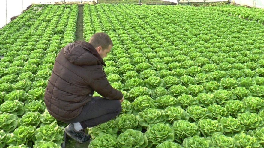 Program mera pomoći agraru: krediti i podrška za mlekare i povrtare