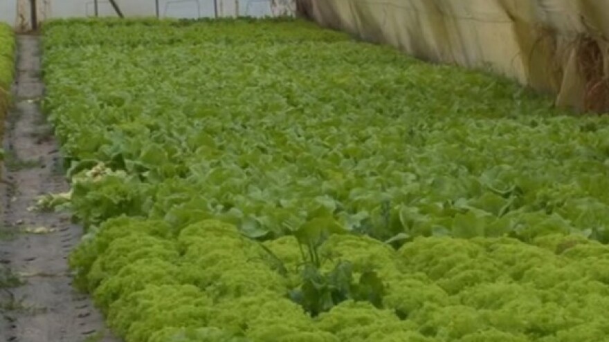 Zelena salata na prazničnoj trpezi