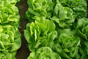 Uzgoj salate puterice i kristalke u plasteniku bez grijanja