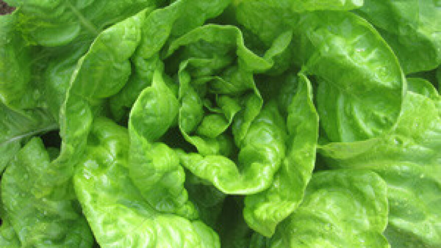 Za kilogram salate treba izdvojiti od 25 do 80 kuna