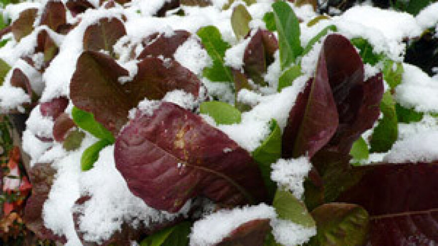 Pod snijegom popadalo 150 plastenika!