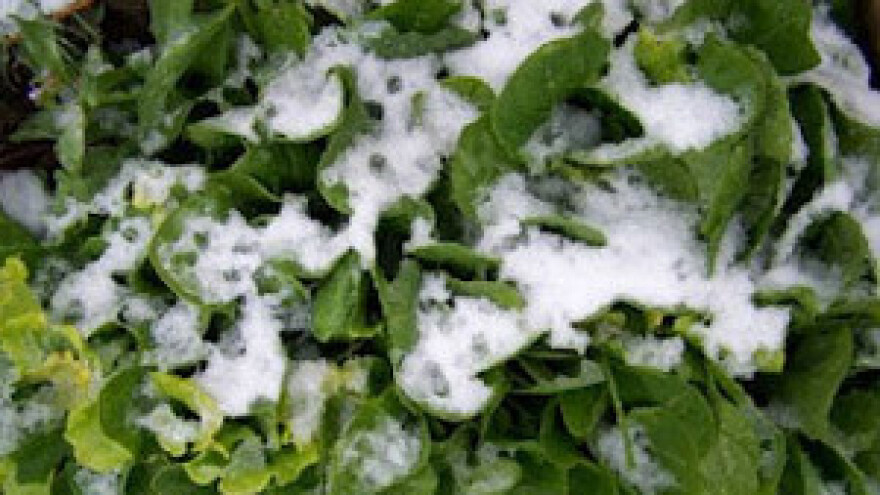 Metković: Zima uništila poljoprivredu!