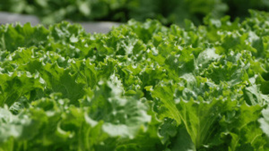 Agri-Cube: Osobna tvornica povrća