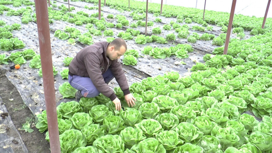 Zelena salata nema kupca