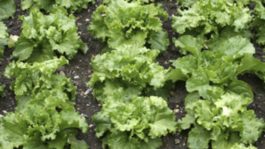 Mogli bismo ostati i gladni