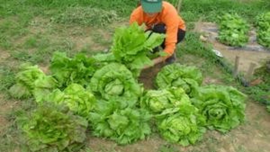 Autohtone i tradicijske sorte poljoprivrednog bilja