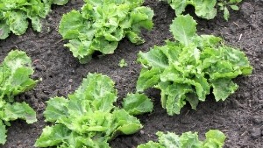 Od plamenjače će prvo stradati mladi listovi