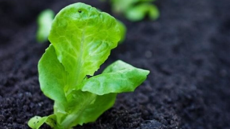 Povećati površine pod ekološkom proizvodnjom