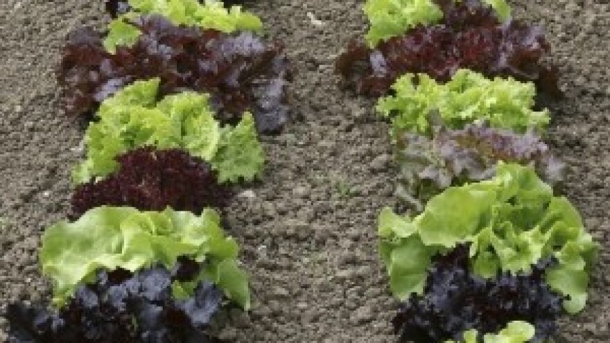 Salate iz organskog vrta