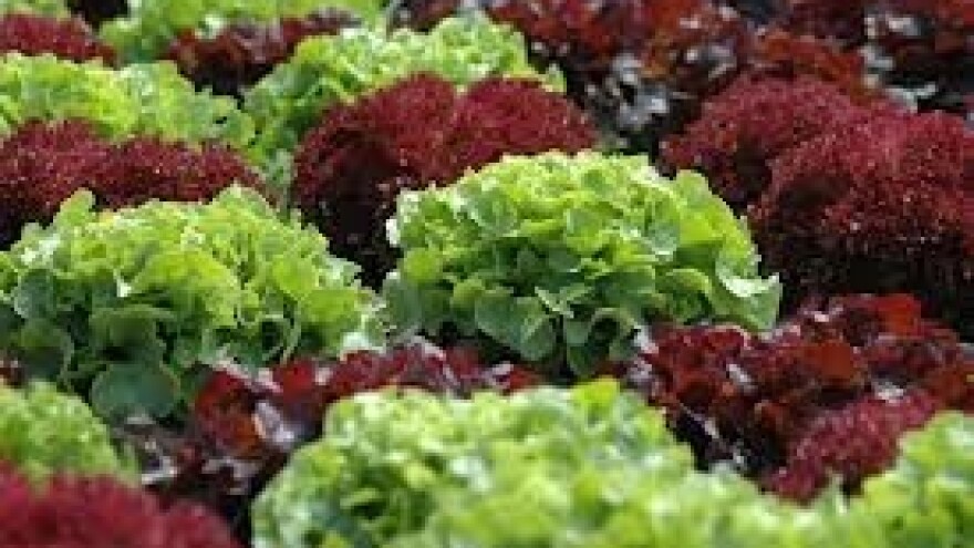 Salati prijete plamenjača i plijesan