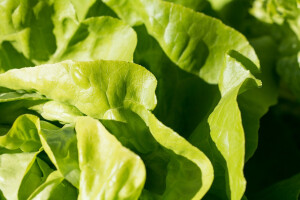 Osiguran otkup za 44 proizvođača salate