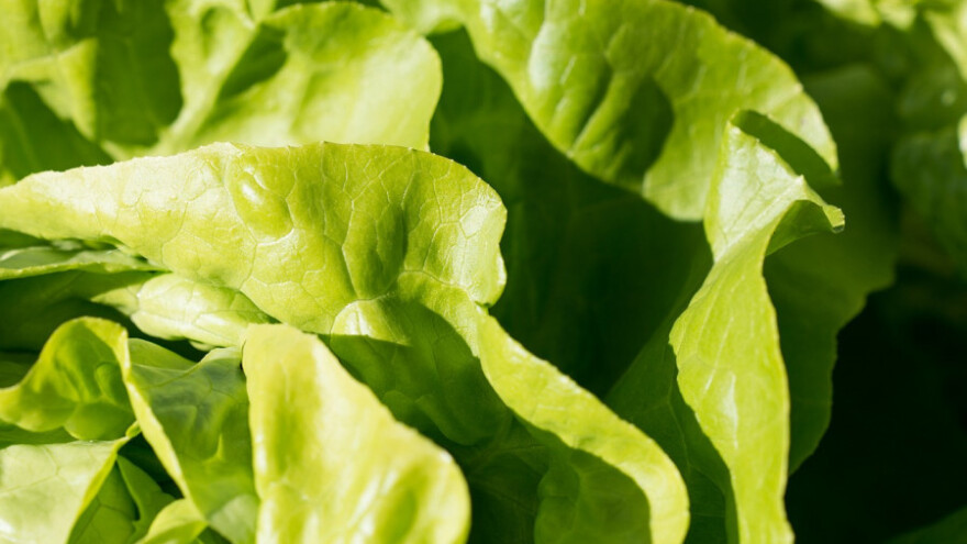 Osiguran otkup za 44 proizvođača salate