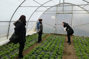 Berba salate u dobojskim plastenicima sredinom februara