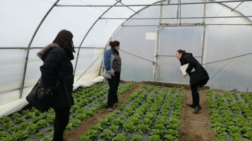 Berba salate u dobojskim plastenicima sredinom februara