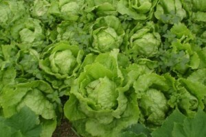 Uzgoj salate potkraj ljeta