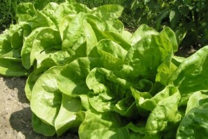 Sjeme salate iz vlastitog uzgoja