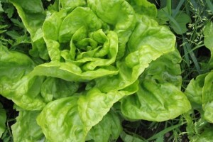 Održan "Dan salata"