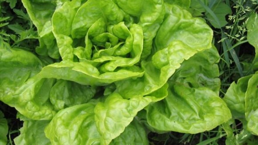 Održan "Dan salata"