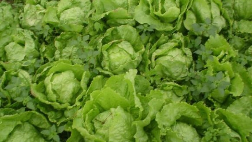 Uspostava organizacije proizvođača