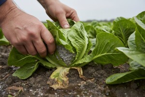 Salati prijete plamenjača i plijesan