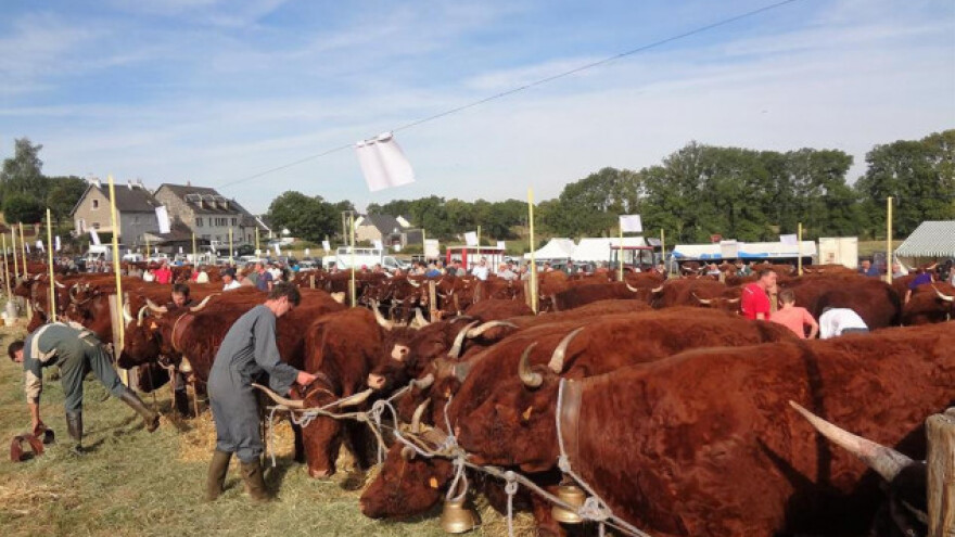 Hrvatska može biti glavni izvoznik Salers goveda