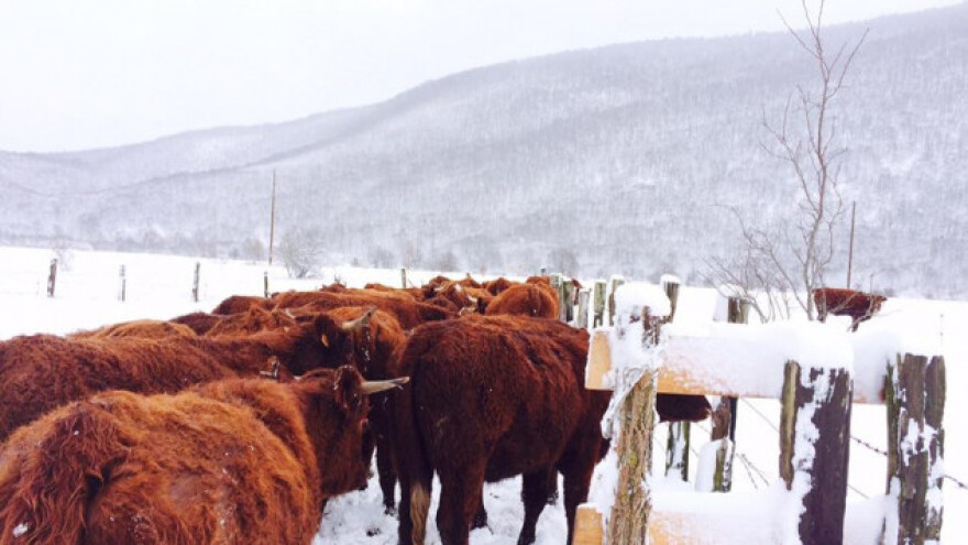 Francuski Salers postao popularan u Hrvatskoj