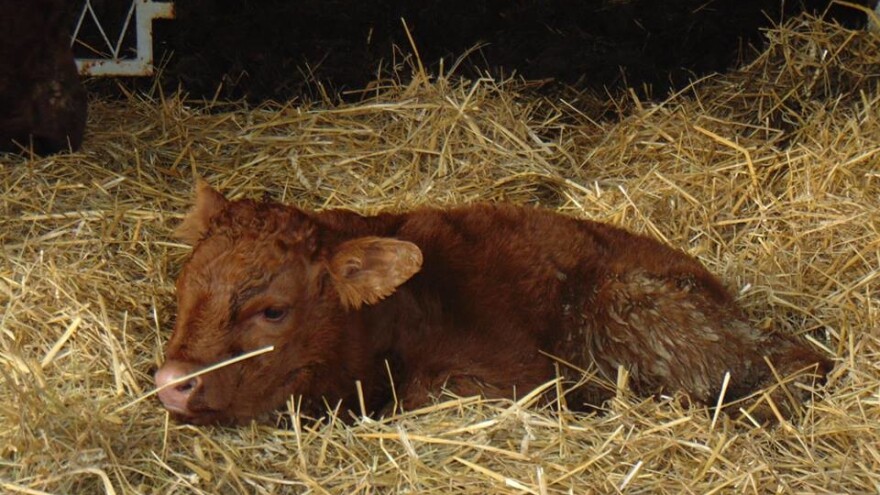 Stigao telić Bingo, prvi potomak bika pasmine Limousin i krave Salers