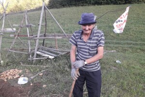 Salih Čaušević (71) zajedno sa sinom i snahom na 450 m2 ubrao preko 2 tone krompira