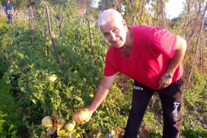 Salko Smajić na plodnoj Rudini uzgaja paradajze teže od jednog kilograma