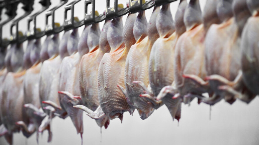 Uz salmonelu, u mesu Perutnine Ptuj i E. coli