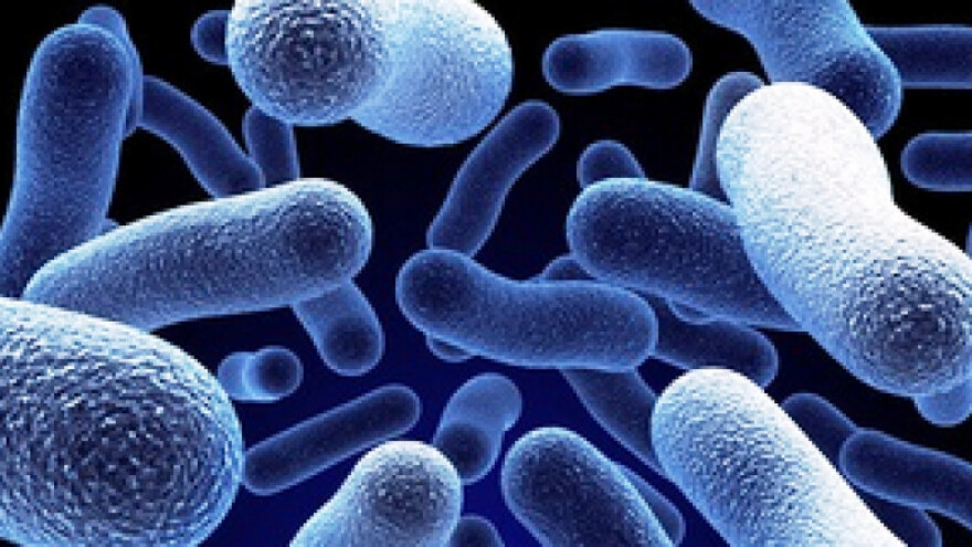 Salmoneloza - bolest broj dva kad je u pitanju hrana