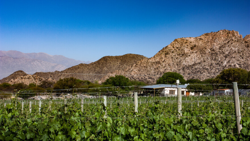 Vreli dani, hladne noći - savršeno vino