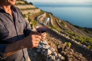 Samo tri posto domaćih vina je vrhunske kvalitete