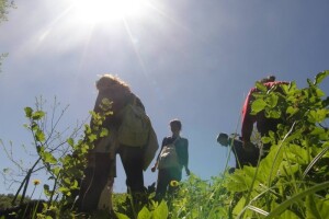 Festival samoniklog bilja po sedmi put u Kršanu!