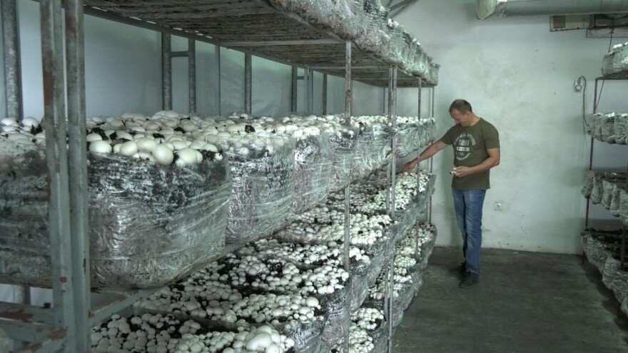 Milojević: U proizvodnji šampinjona sve radimo ručno, ali se isplati i ima uspeha