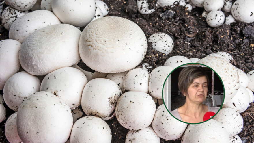 Stoja Marković dodatni prihod pretvorila u biznis - uzgaja šampinjone