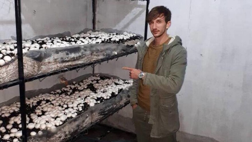 Braća Esad i Elvir Delić odlučili su ostati u BiH i uzgajati šampinjone