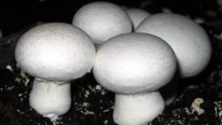 U Starim Perkovcima prva hrvatska tvornica komposta