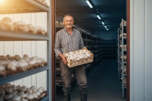 Šampinjoni iz primoštenskog zaleđa