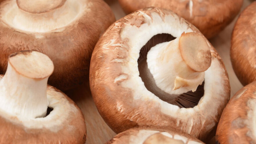 Rudnici Ljubija zarađuju na šampinjonima!