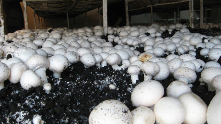 Pečurke kao posle kiše, profit na snegu!