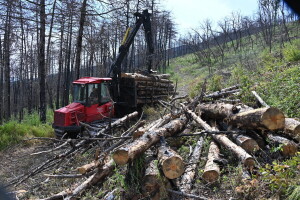 Sanacija nekad crnim borom pošumljenog, a danas izgorjelog Mirenskog Krasa