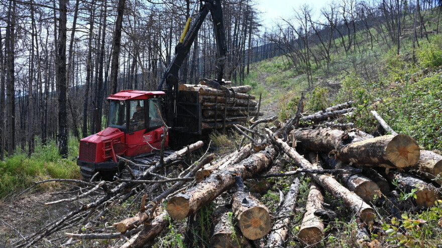 Sanacija nekad crnim borom pošumljenog, a danas izgorjelog Mirenskog Krasa