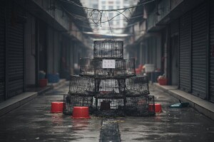 Šangaj zatvara tržnice žive peradi zbog ptičje gripe