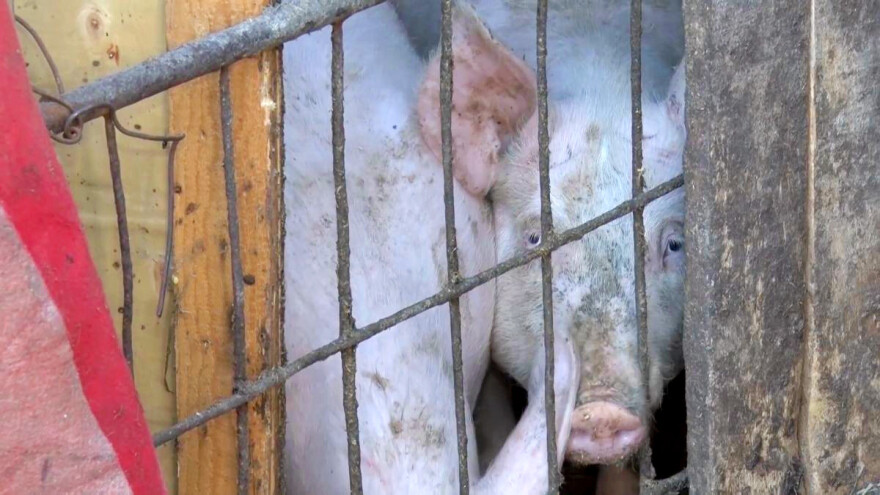 AKS 2024: Zabeležena u selu kod Ljiga